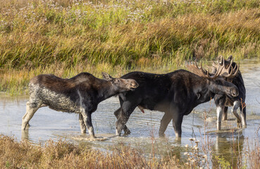 Bull and Cow Moose During the Rut in Autumn in Wyoming