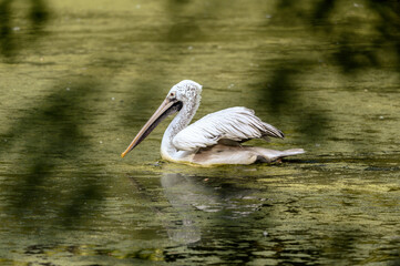 Portret Pelikan  na rzece pływa