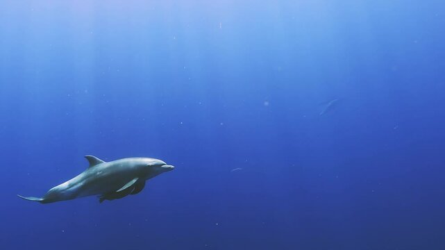 Dauphin nageant sereinement dans une profonde mer bleue
