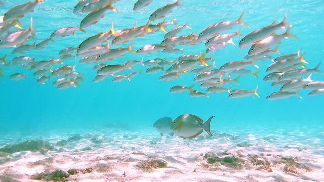 Banc de poissons dans l'oc&eacute;an indien