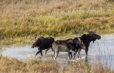 Bull and Cow Moose During the Rut in Autumn in Wyoming