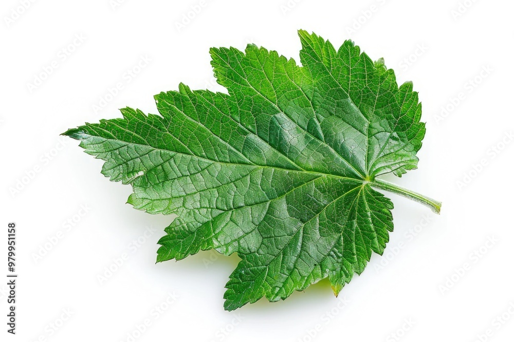 Aufkleber a single green leaf placed on a white surface, perfect for highlighting or emphasizing a point