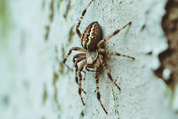 Spider climbing up a wall in an urban environment
