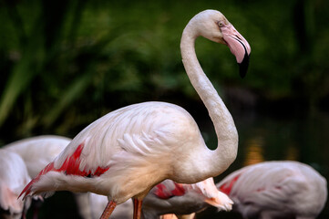 portret Flaming różowy Flamant rose © Sebastian