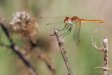 Libélula Sympetrum fonscolombii hembra posada en el extremo de una ramita seca, Bocairent, España