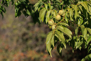 Nueces madurando en el nogal, Bocairent, España