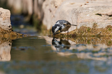 Carbonero garrapinos (Periparus ater) bebiendo dentro de la acequia de la Font Freda de Bocairent, Espa&ntilde;a