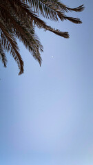 Palm Tree Silhouette Against Clear Blue Sky