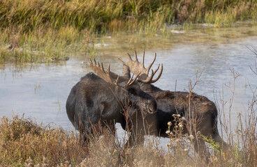 Obraz premium Bull and Cow Moose During the Rut in Autumn in Wyoming