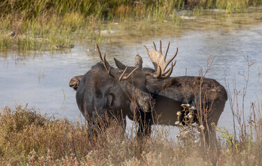 Bull and Cow Moose During the Rut in Autumn in Wyoming