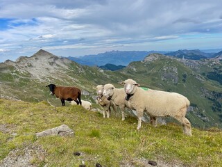 Obraz premium Flock of sheep in the Austrian Alps. Vorarlberg, Austria.