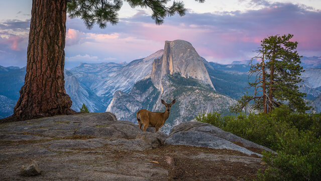deer infront of half dome at sunset at glacier point in yosemite national park, california