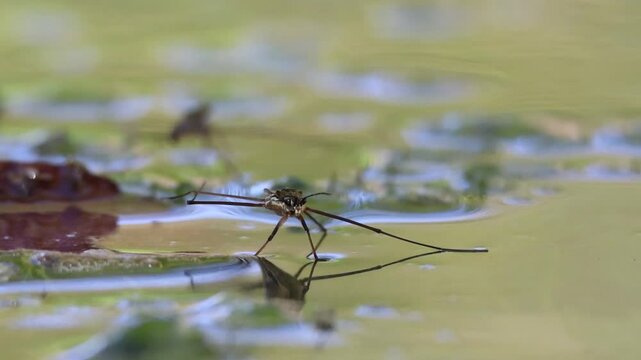 Insecto zapatero o aclaraguas (Gerris lacustris) acicalandose sobre el agua en la Font Freda del parque natural Sierra de Mariola, Bocarent, Espa&ntilde;a