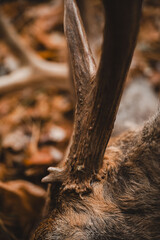 Antler detail