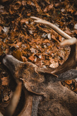 Whitetail buck detail