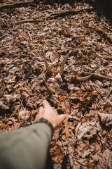 reaching for shed antler