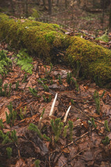 Shed antler
