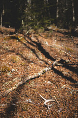 whitetail shed antler