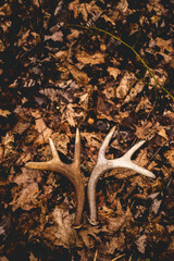 Matched shed antler set
