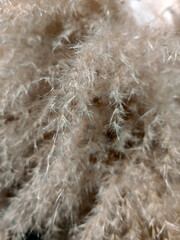 Dehydrate decoration of colorful bouquet of flowers.