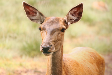 deer, animal, nature, forest, reserve, summer