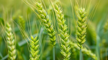 Macro of fresh young green wheat ears in the field generative ai