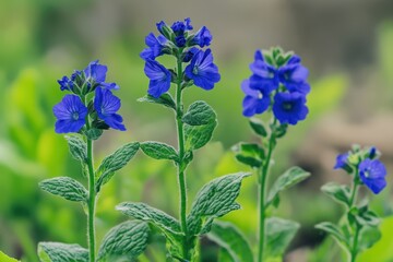 Anchusa azurea also called garden anchusa has green leaves