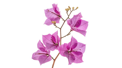 Tall bougainvillea plant with purple flowers, cut out - stock png.