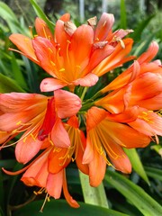 Fototapeta premium Tropical pink orange flowers in a garden outdoors.