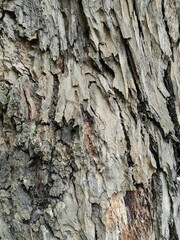 Close up of a branch tree texture
