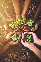 Closeup, hands and group with plant for nature sustainability, earth day and protect environment. Team, soil and people with seedling in palm for ecology, climate change and carbon capture outdoor