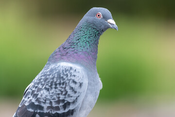 Portrait of a rock pigeon (columba livia)