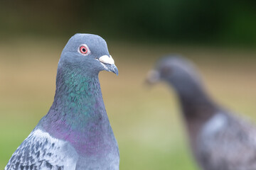 Portrait of a rock pigeon (columba livia)