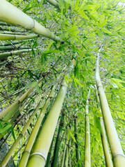 Dense bamboo forest shading walkway,Trail, Maui, Hawaii