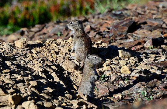 Two Belding Ground Squirrels (Urocitellus beldingi) looking in opposite directions.
