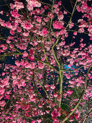 Cherry blossom, Tokyo, Japan- from the Offset Collection