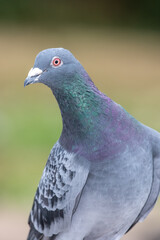 Portrait of a rock pigeon (columba livia)