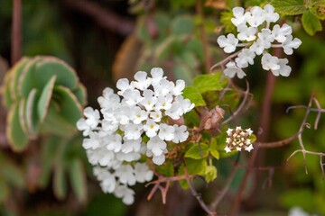The shrub verbena Lantana canescens