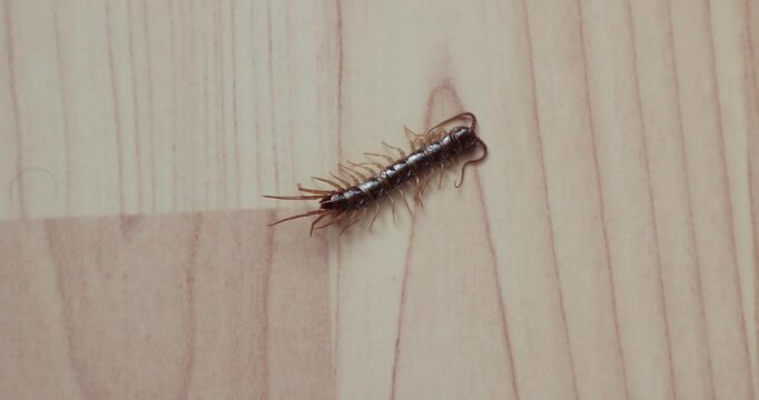 Brown centipede on the floor