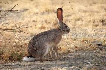 An Abyssinian hare, Lepus habessinicus