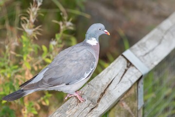 Portrait of a wood pigeon (columba palumbus) perching on a wooden fence