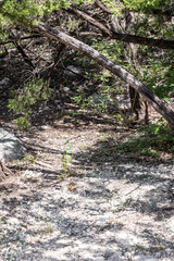 path in the woods