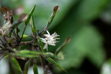 Flower of a Beesia calthifolia