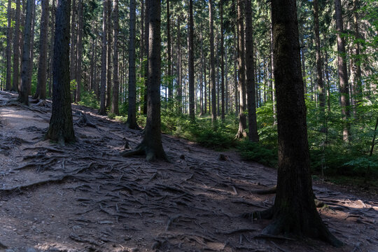 Trees with large exposed roots growing on a sandy slope in a dense shade forest. Beautiful natural backdrop of a forest landscape. High quality photo