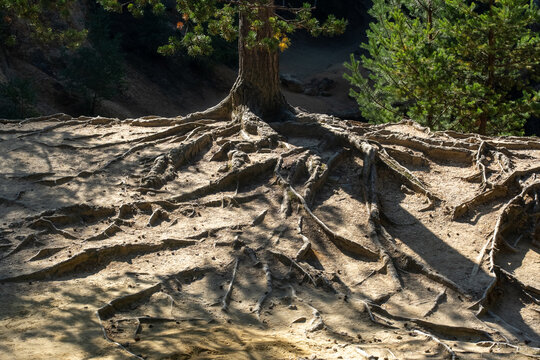 Ancient tree with large exposed roots growing on a sandy slope in a dense forest on a sunny day. Concept of natural beauty, environmental resilience, and the power of nature. High quality photo