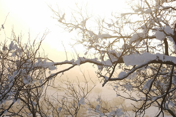 Winter season snow on mesquite tree branches of Texas landscape.