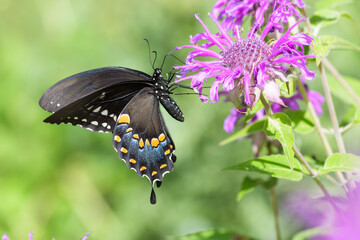 Ventral view of an Eastern Black Swallowtail, Papilio polyxenes,  feeding on a bee balm flower