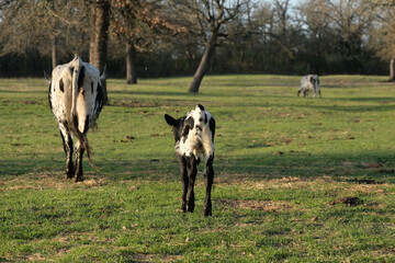 Cute calf following mom cow through farm field in countryside.