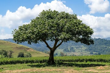 Fototapeta premium Organically grown yerba mate tree Ilex paraguariensis