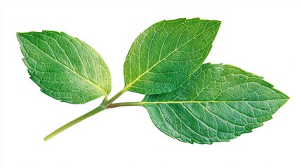 Obraz premium Close-up image of a green leaf on a white background with a clip mask centered on the leaf's edge